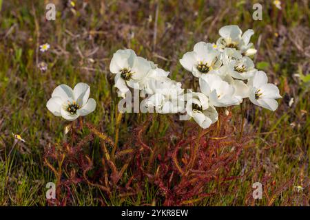 Weiß blühende Drosera cistiflora in Blume, aufgenommen in der Nähe von Darling im Westkap von Südafrika Stockfoto