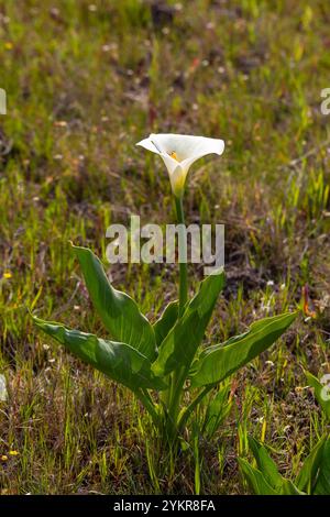 Südafrikanische Wildblume: Zantedeschia aethiopica in der Nähe von Darling, Westkap von Südafrika Stockfoto