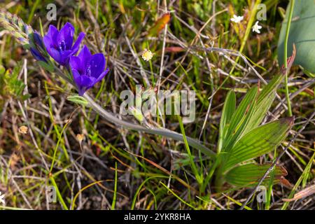 Wildblume Südafrikas: Die wunderschöne blaue Blume von Babiana angustifolia, einem Geophyten, der in der Nähe von Darling im Westkap Südafrikas zu sehen ist Stockfoto