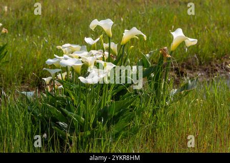 Südafrikanische Wildblume: Zantedeschia aethiopica in der Nähe von Darling, Westkap von Südafrika Stockfoto