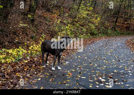 Hund auf herbstlichem Waldweg 18.11.24, Selters: Symbolfoto, Illustrationsbild, Symbolbild, Illustrationsfoto, Alltagsszene Hund auf herbstlichem Waldweg ein älterer Hund steht auf einem von Laub bedeckten Waldweg im Herbst. Der Hintergrund zeigt eine ruhige Waldlandschaft mit bunten Herbstfarben. Selters Hessen Deutschland *** Hund auf herbstlichem Waldweg 18 11 24, Selters Symbolfoto, Illustrationsfoto, Symbolfoto, Illustrationsfoto, Alltagsszene Hund auf herbstlichem Waldweg ein älterer Hund steht auf einem Waldweg, der im Herbst mit Blättern bedeckt ist. der Hintergrund zeigt eine ruhige Waldlandschaft Stockfoto