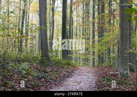 Herbstfarbe auf dem Wanderweg durch die Buchen im weltberühmten Wald von Hallerbos, in der Nähe von Brüssel in Belgien. Stockfoto