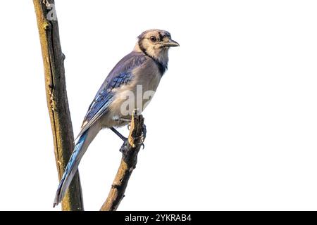 Profil eines Bluejay, der stolz auf einem Ast steht, der den Hinterhof vermisst. Bluejay ist ein isolierter weißer Hintergrund mit einem Katzenlicht im Auge Stockfoto