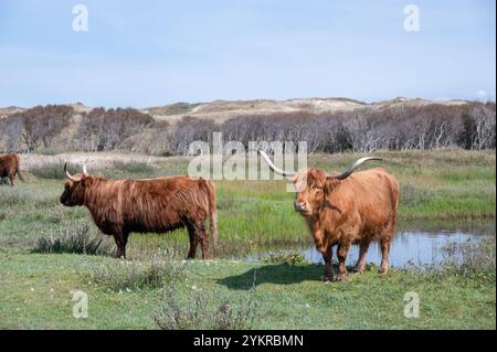 Schottische Highland-Rinder stehen auf einem kleinen See im Dünenhinterland in einem Naturschutzgebiet nahe Egmond aan Zee in den Niederlanden Stockfoto