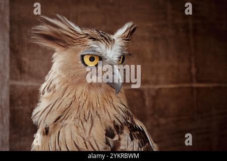 Buffy Fish Owl sitzt auf seinem Nest Stockfoto