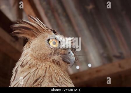 Buffy Fish Owl sitzt auf seinem Nest Stockfoto