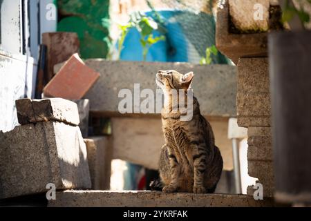 Niedliche Katze, die draußen im Sonnenlicht in Faro City, Portugal, sitzt Stockfoto