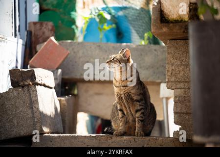 Niedliche Katze, die draußen im Sonnenlicht in Faro City, Portugal, sitzt Stockfoto