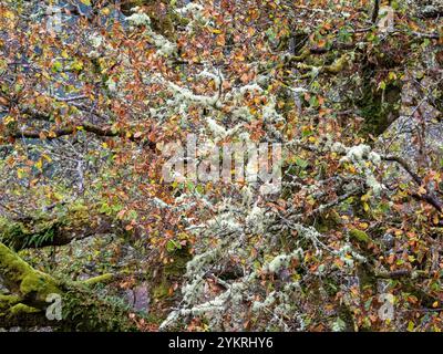 Rentierflechte, Cladonia rangiferina wächst auf Bäumen im Ariundle Forest in Ardnamurchan, Schottland, Großbritannien. Stockfoto