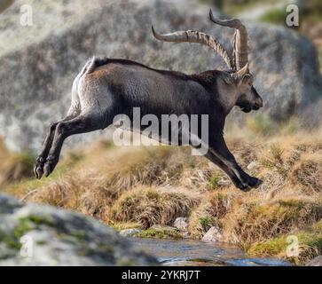 Bergziege in der Sierra Stockfoto