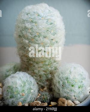 Nahaufnahme von Mammillaria plumosa oder oder Federkaktus. Stockfoto