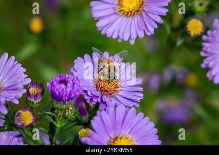 Eine Honigbiene (APIs) auf Michaelmas Gänseblümchen (Aster). Stockfoto
