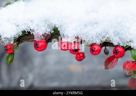 Schneebedeckte Cotoneaster-Beeren Stockfoto