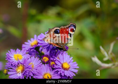 Ein Pfauenfalter (Aglais io), der auf Michaelmas Gänseblümchen (Aster) ruht. Stockfoto