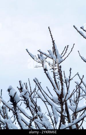 Schneebedeckte Zweige eines Obstbaums Stockfoto