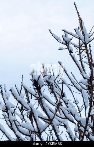 Schneebedeckte Zweige eines Obstbaums Stockfoto