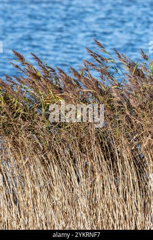 Schilf weht im Wind an einem Fluss oder am Wasser, Stierkrause und Gräser wehen in der Brise neben einem Wasserweg. Stockfoto