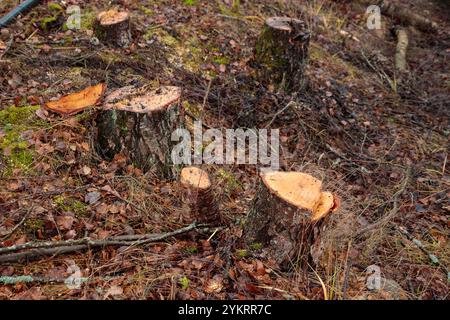 Entwaldungskonzept. Birkenstümpfe im Wald von frisch gehackten gesunden Bäumen nach dem Abholzen. Ökologische Schäden und Entwaldung Impac Stockfoto