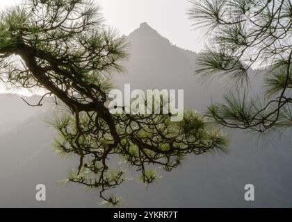 Blick auf die Berge in der Caldera de Taburiente auf der spanischen Insel La Palma, mit Zweigen der Kiefer pinus canariensis im Vordergrund. Stockfoto