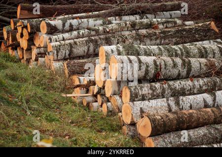 Haufen von Holzstämmen, große Stämme von hohen Bäumen, die in einem Wald geschnitten und gestapelt sind. Ökologische Schäden und Entwaldung auf die Umwelt, Waldzerstörung Stockfoto