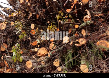 Anhäufung von Reisig, Holzstämmen, große Stämme von hohen Bäumen, die in einem Wald gehackt und gestapelt werden. Ökologische Schäden und Auswirkungen der Entwaldung auf die Umwelt, Stockfoto