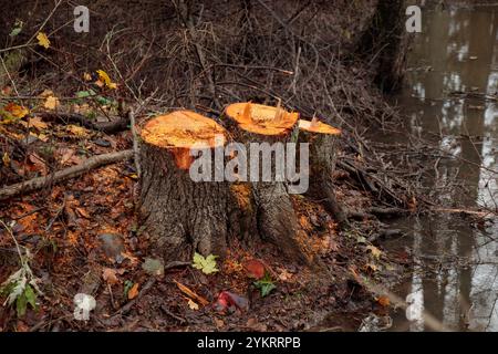 Entwaldungskonzept. Erlenstümpfe im Wald von frisch gehackten, gesunden Bäumen nach dem Abholzen. Ökologische Schäden und Entwaldung Impac Stockfoto