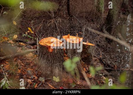 Entwaldungskonzept. Erlenstümpfe im Wald von frisch gehackten, gesunden Bäumen nach dem Abholzen. Ökologische Schäden und Entwaldung Impac Stockfoto