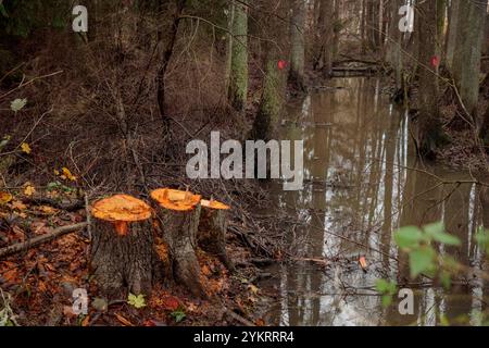 Entwaldungskonzept. Erlenstümpfe im Wald von frisch gehackten, gesunden Bäumen nach dem Abholzen. Ökologische Schäden und Entwaldung Impac Stockfoto