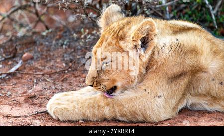 Ein junges Löwenjunges leckt und reinigt sich im Schotia Game Reserve, Eastern Cape, Südafrika Stockfoto