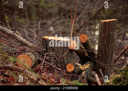 Entwaldungskonzept. Erlenstümpfe im Wald von frisch gehackten, gesunden Bäumen nach dem Abholzen. Ökologische Schäden und Entwaldung Impac Stockfoto