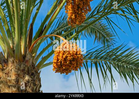 Datierung Palmwede der Gattung Phoenix Dactylifera in der Palmenfamilie Arecaceae. Wird oft wegen ihrer süßen essbaren Datteln angebaut. Stockfoto