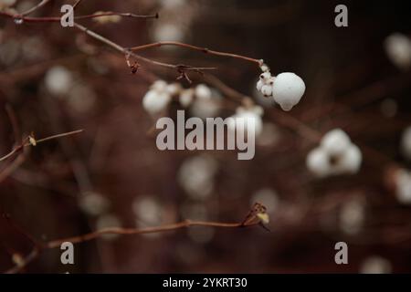 Zweige mit weißen Beeren der Pommerschen Symphoricarpos albus, allgemein bekannt als die Schneebeere, Sträucher mit weißen Bällchen, blase-fruchtiger Glatzenstrauch Stockfoto