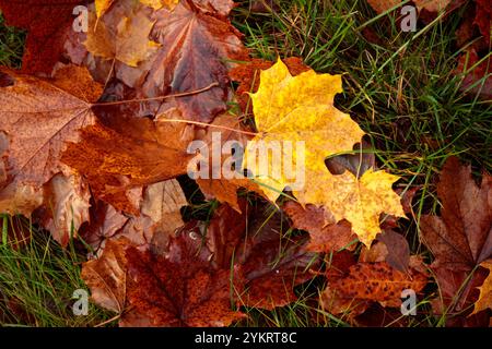 Herbstlaub auf Gras Nahaufnahme, selektiver Fokus. Herbstlaub auf dem Gras, gelbes Ahornblatt. Gelbes Laub auf dem Boden. Natürlich Stockfoto