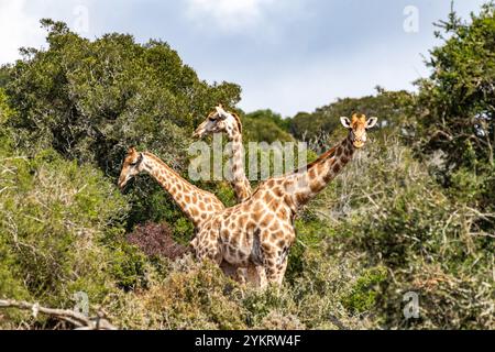 Drei Giraffen, die wie eine dreiköpfige mythische Kreatur im Schotia Game Reserve, Eastern Cape, Südafrika, aussehen Stockfoto