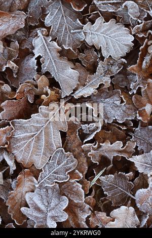 Frostbedeckte Eichenblätter im Herbst mit komplexen Details von Eiskristallen und satten Brauntönen. Stockfoto