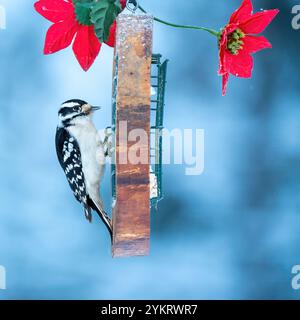 Weiblicher haariger Spechte, der auf einem Vogelfutter sitzt, mit roten Blumen, Winter Stockfoto