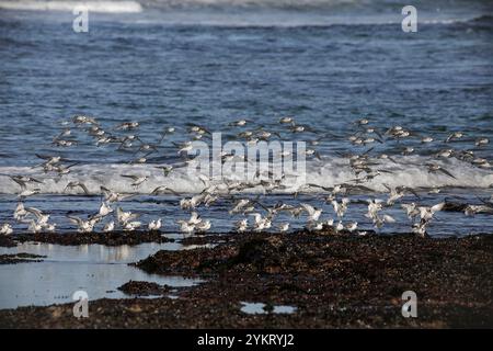 Sanderlinge landen auf Felsen, die von Muscheln bedeckt sind, von der nordportugiesischen Küste. Stockfoto