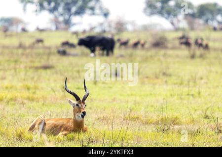 Eine Erwachsene männliche Ugandische kob Antilope, Kobus kob thomasi, ruht im Grasland des Queen Elizabeth National Park, Uganda. Stockfoto