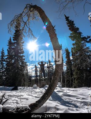 Eine wunderschöne, sonnige Frühlingswanderung im Norden Kanadas mit einer Frau im Blick auf Yukon Territory im März auf einem atemberaubenden abstrakten Baum mit blauem Himmel Stockfoto