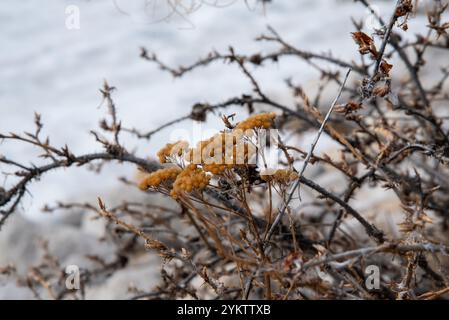 Frühlingsblumen blühen im Norden Kanadas, Yukon Territory. Das Leben kommt nach einem langen, harten Winter zurück. Stockfoto