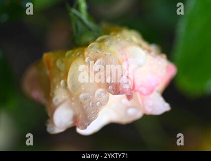 Regentropfen auf Rosenblüte Stockfoto