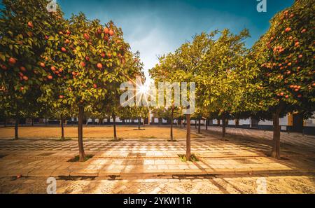 Sonnenlicht wird durch leuchtende Orangenbäume im historischen Patio de Banderas in Sevilla gefiltert. Die ruhige Szene fängt den warmen mediterranen Charme und das B Stockfoto