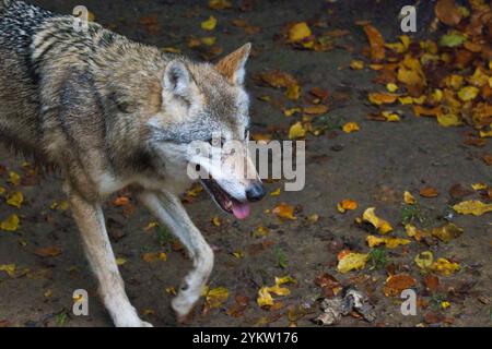 Europäischer Wolf in einer natürlichen Umgebung - Porträt eines einzelnen Tieres Stockfoto