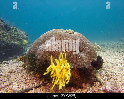 Hirnkorallen ist ein gebräuchlicher Name für verschiedene Korallen in den Familien Mussidae und Merulinidae. Sie gehören zu Phylum Cnidaria, in einer Klasse, die Anthozoen oder Blumentiere genannt wird Stockfoto