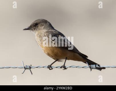 Say ist Phoebe, Erwachsener, sucht nach Insekten. Mission Peak Regional Preserve, Alameda County, Kalifornien. Stockfoto