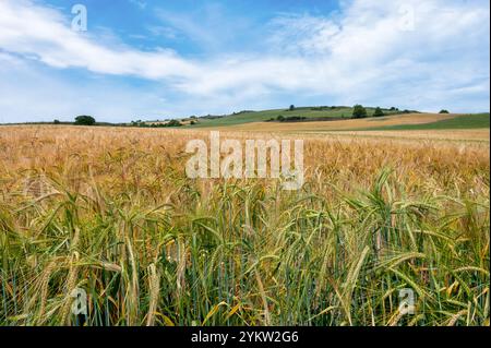 A field of wheat growing in rural northern Spain Stockfoto