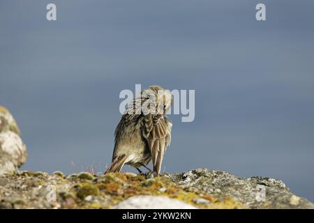 Rock pieper Anthus petrosus Putzen an einer Wand Loch na Keal Mull Argyll und Bute Schottland Großbritannien Stockfoto