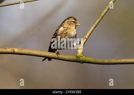 Weniger redpoll Acanthis Kabarett beringte Weibchen in Esche in der Nähe von Ivy See Blashford Seen Naturschutzgebiet Hampshire und Isle of Wight Wildlife Tr gehockt Stockfoto