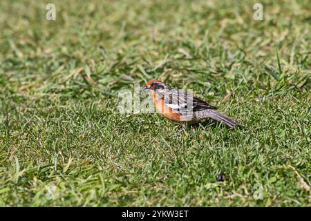 Rufous-tailed plantcutter Phytotoma rara auf Grünland Nationalpark Torres del Paine Patagonien Chile Südamerika Stockfoto