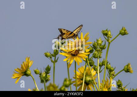 Rosinweed (Silphium integrifolium) gebräuchliche Bezeichnungen für Rosinweed und den Ostgelben Schwalbenschwanz. Schmetterling, der im Osten Nordamerikas beheimatet ist, Stockfoto